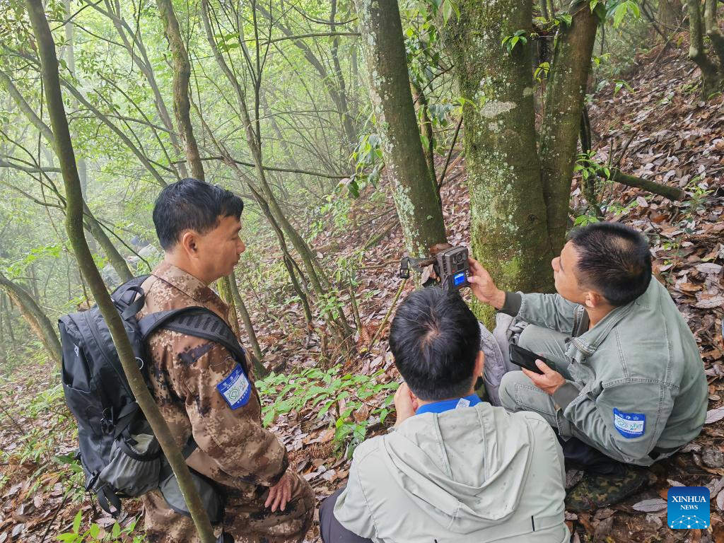 China's world natural heritage site boosts protection for rare golden monkeys
