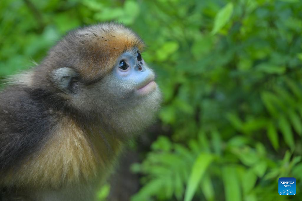 China's world natural heritage site boosts protection for rare golden monkeys