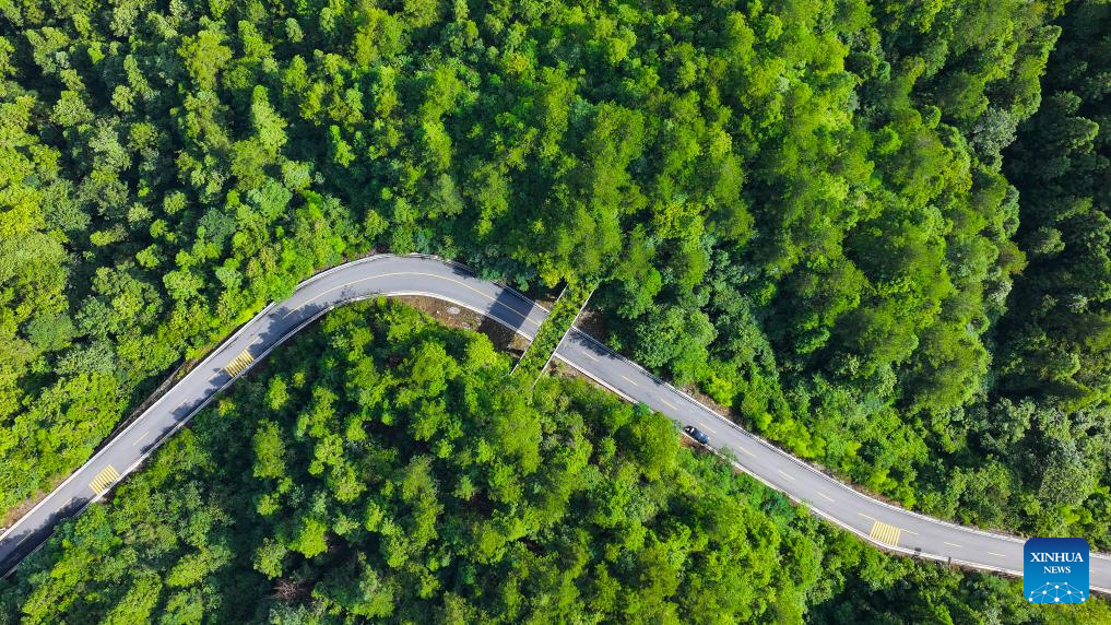 China's world natural heritage site boosts protection for rare golden monkeys