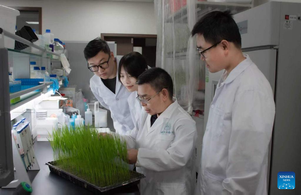 Chinese scientists crack rice disease'