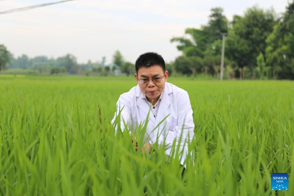Chinese scientists crack rice disease'