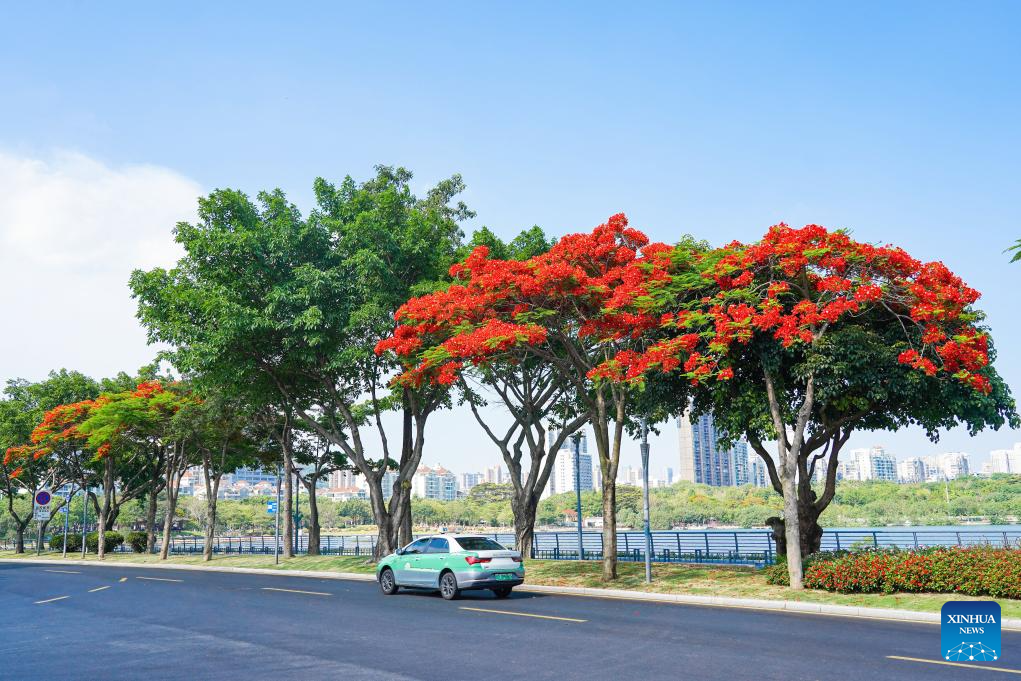 Scenery of blooming royal poinciana trees in Xiamen