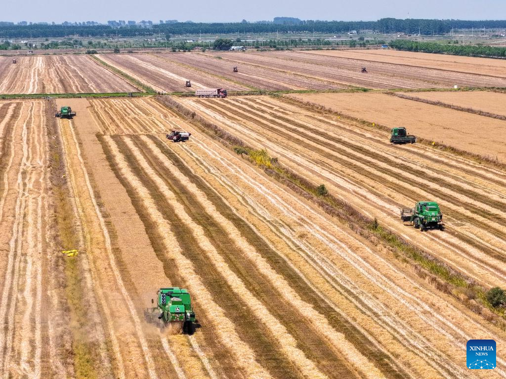 Wheat harvested in Xuyi County, E China's Jiangsu