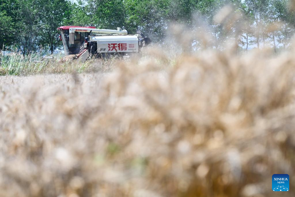 Wheat harvested in Xuyi County, E China's Jiangsu