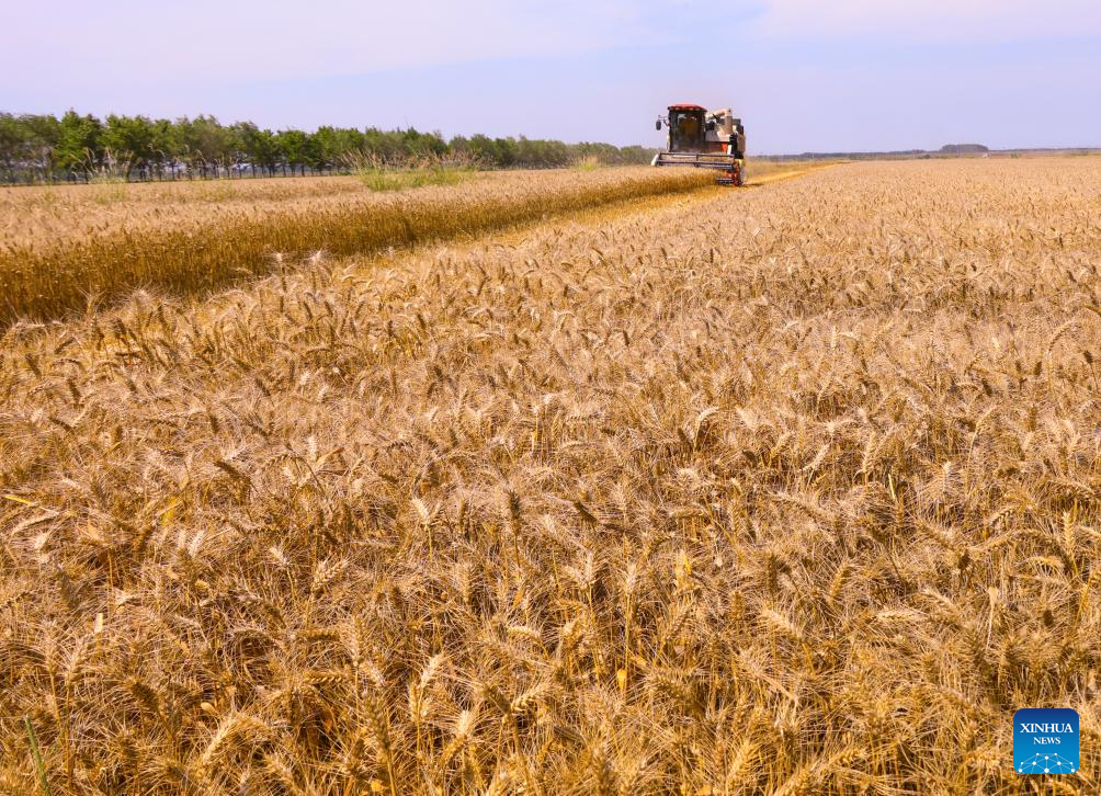 Wheat harvested in Xuyi County, E China's Jiangsu