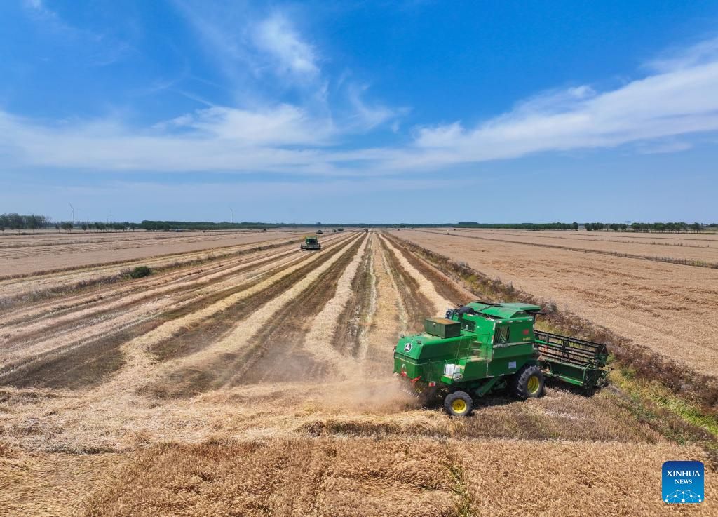 Wheat harvested in Xuyi County, E China's Jiangsu