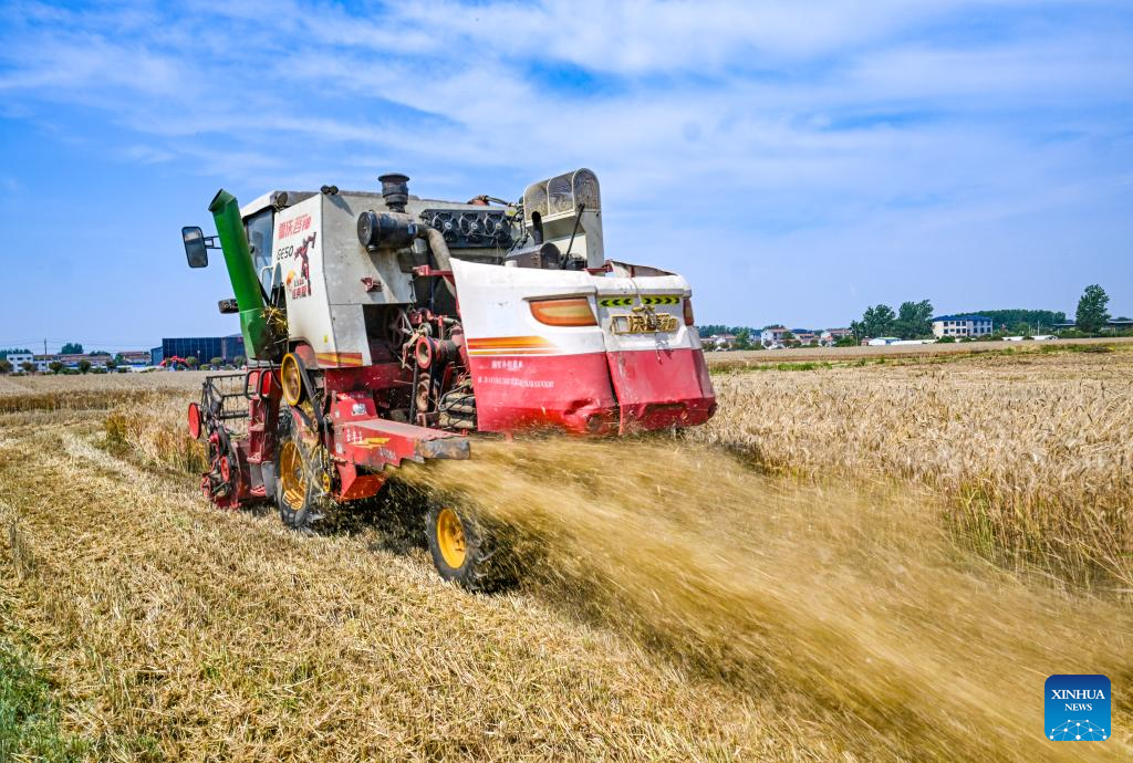Wheat harvested across China
