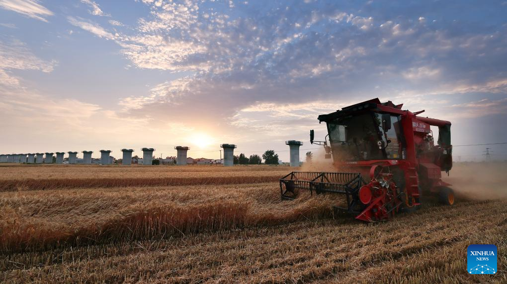 Wheat harvested across China