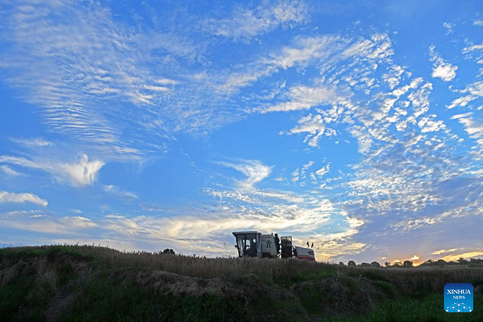 Wheat harvested across China