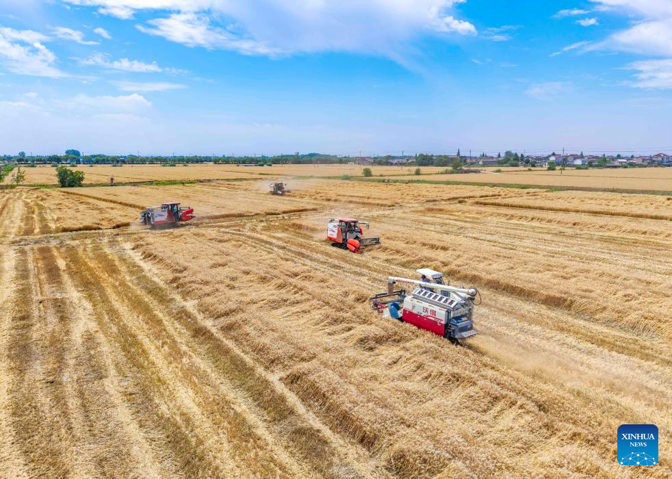 Wheat harvested across China