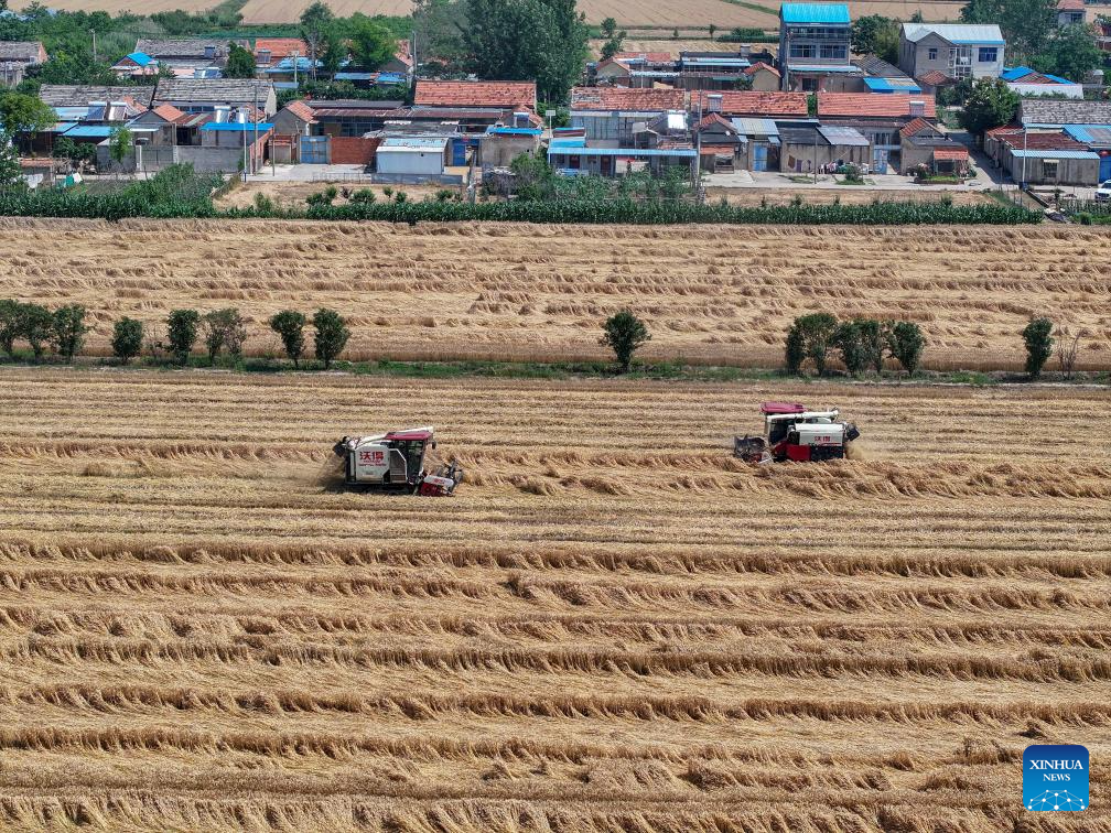 Wheat harvested across China