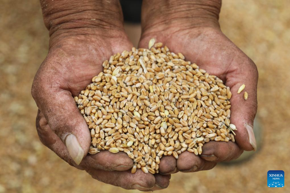 Wheat harvested across China
