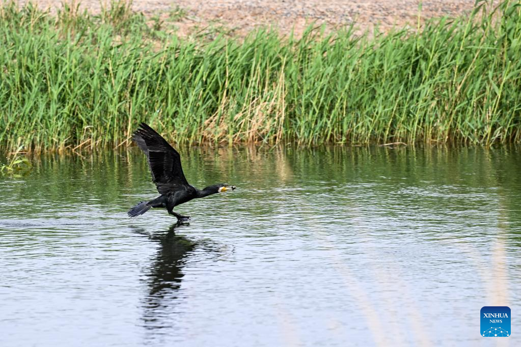 Ecology of Ulan Suhai Lake in China's Inner Mongolia improved