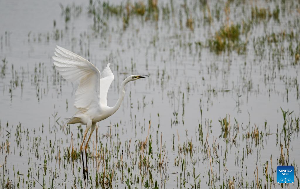 Ecology of Ulan Suhai Lake in China's Inner Mongolia improved