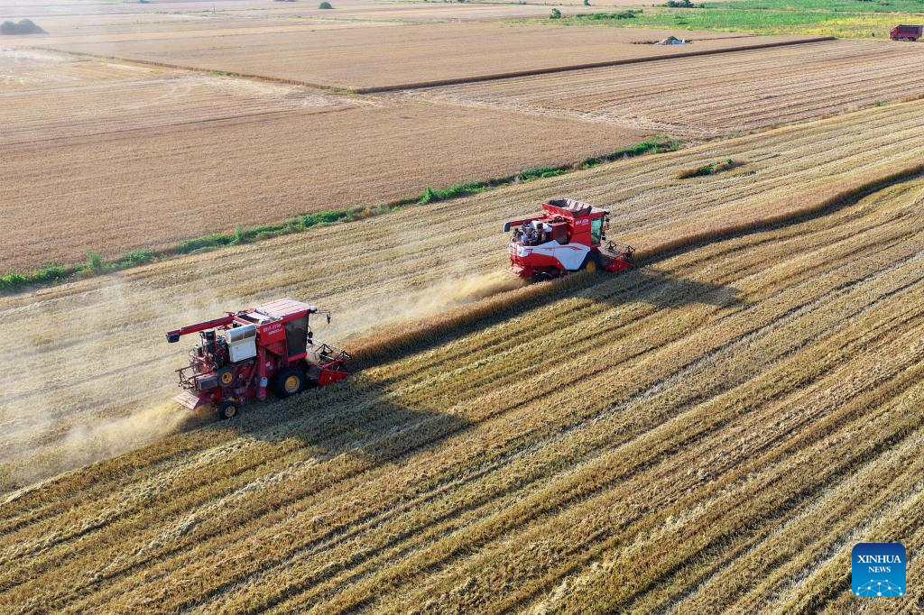 Wheat harvest underway in China's Henan