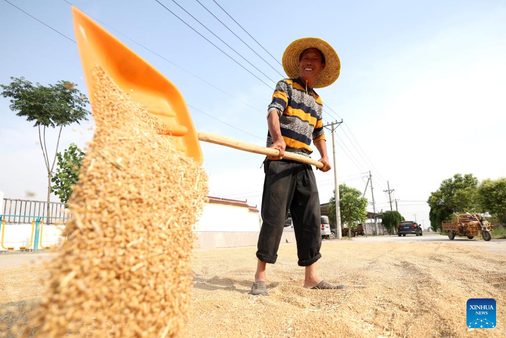 Wheat harvest underway in China's Henan