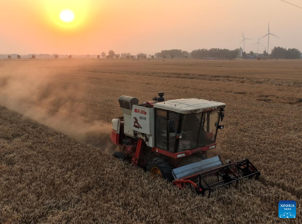 Wheat harvest underway in China's Henan
