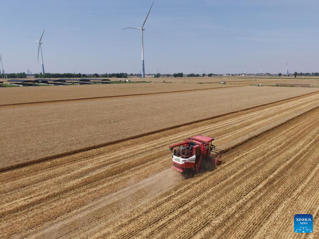 Wheat harvest underway in China's Henan