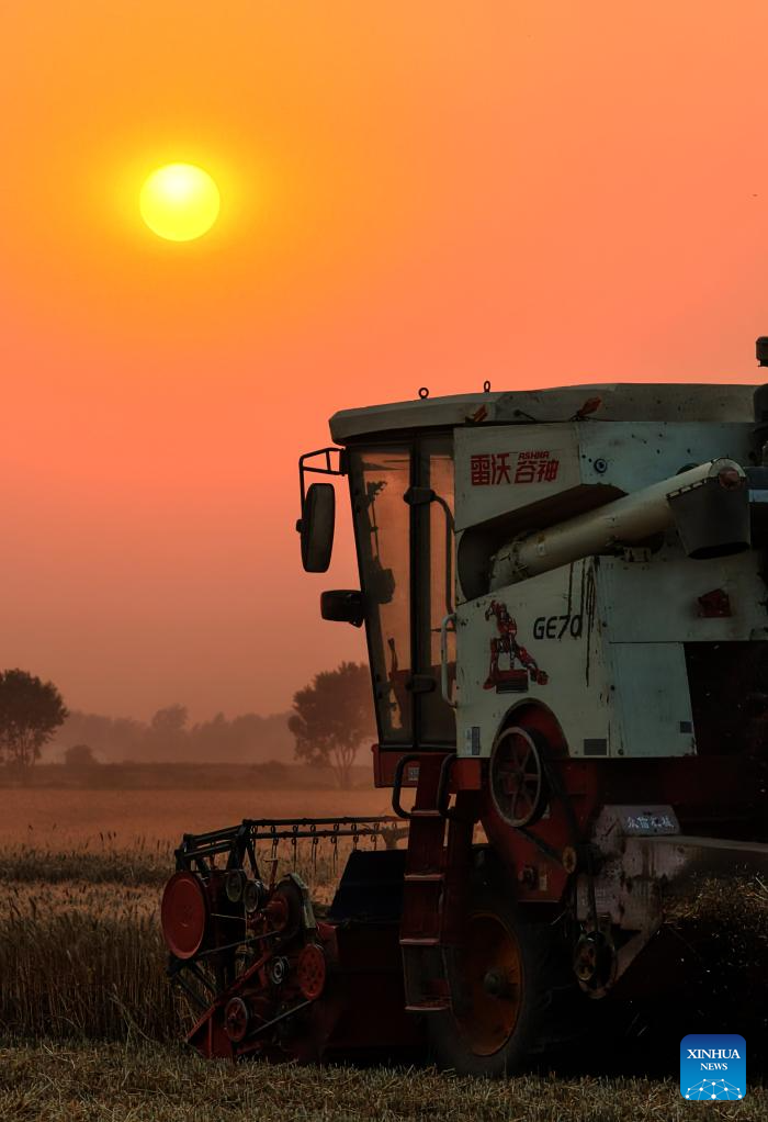 Wheat harvest underway in China's Henan