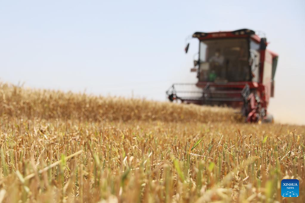 Wheat harvest underway in China's Henan