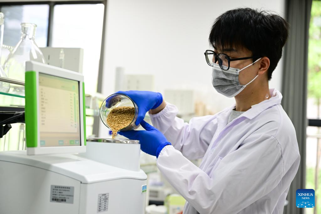N China's Cangzhou turns saline-alkali land into productive wheat fields