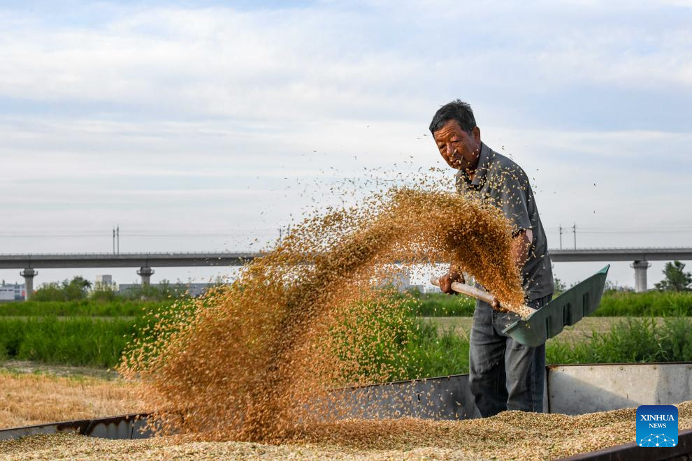 N China's Cangzhou turns saline-alkali land into productive wheat fields