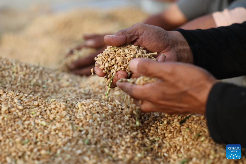 N China's Cangzhou turns saline-alkali land into productive wheat fields