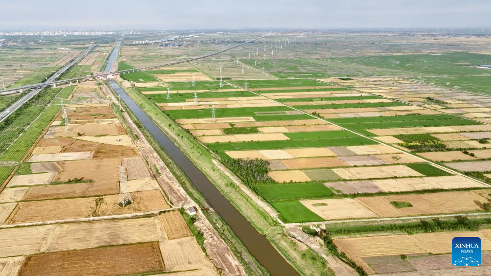 N China's Cangzhou turns saline-alkali land into productive wheat fields