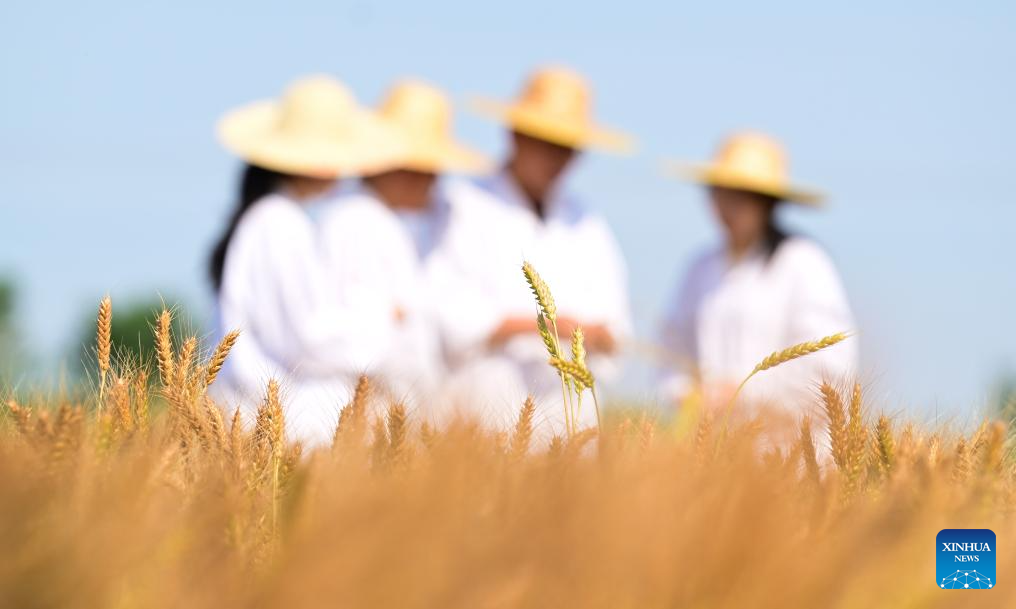 N China's Cangzhou turns saline-alkali land into productive wheat fields
