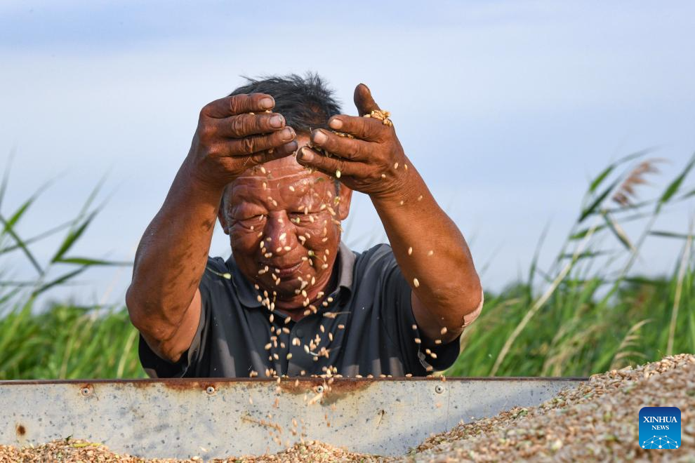 N China's Cangzhou turns saline-alkali land into productive wheat fields