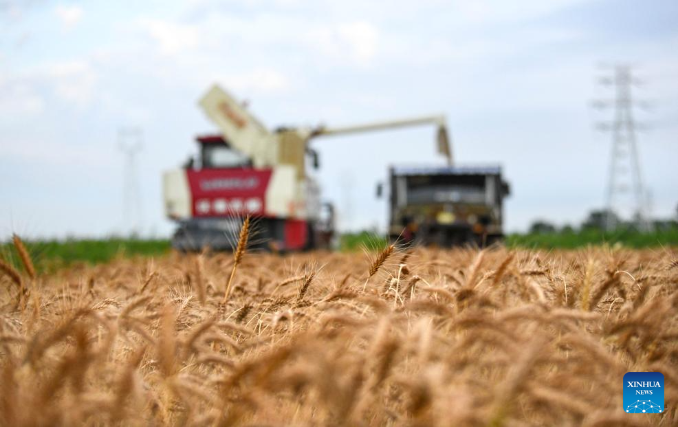 N China's Cangzhou turns saline-alkali land into productive wheat fields