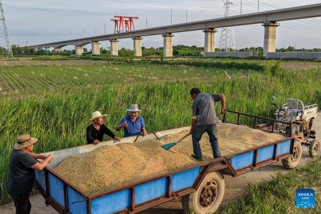 N China's Cangzhou turns saline-alkali land into productive wheat fields