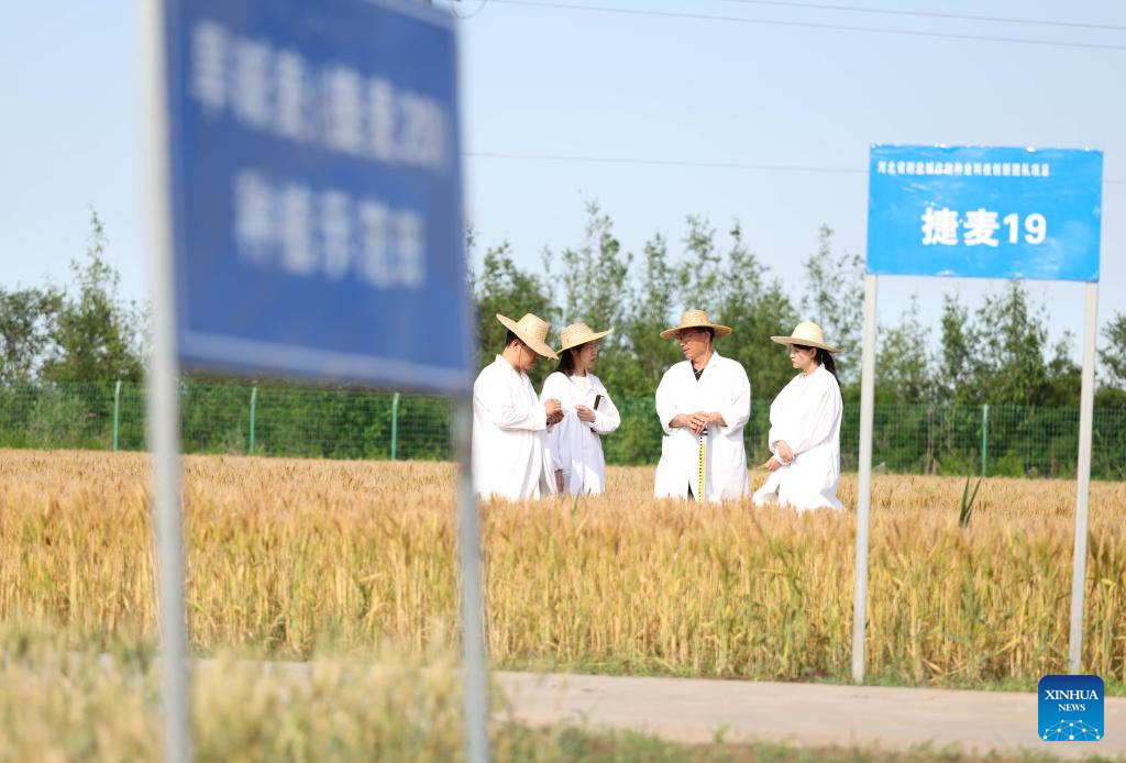 N China's Cangzhou turns saline-alkali land into productive wheat fields