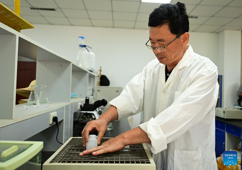 N China's Cangzhou turns saline-alkali land into productive wheat fields