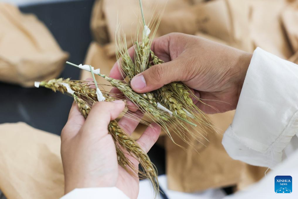 N China's Cangzhou turns saline-alkali land into productive wheat fields