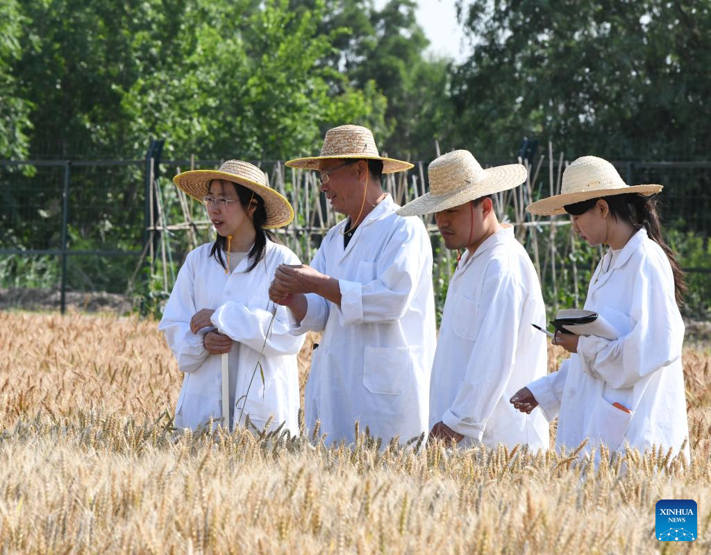 N China's Cangzhou turns saline-alkali land into productive wheat fields