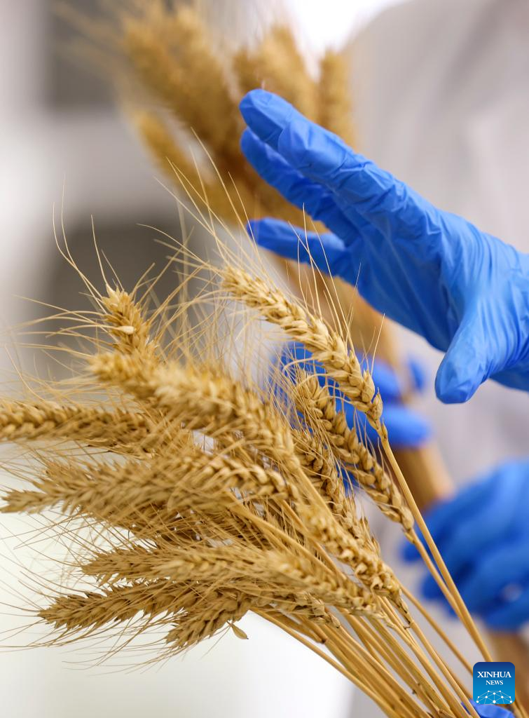 N China's Cangzhou turns saline-alkali land into productive wheat fields