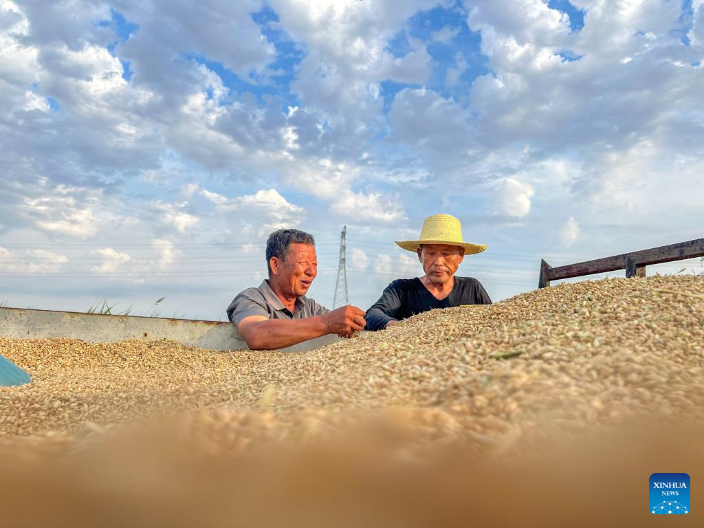 N China's Cangzhou turns saline-alkali land into productive wheat fields