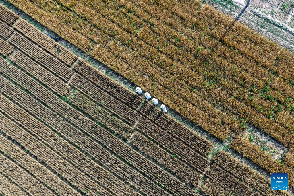 N China's Cangzhou turns saline-alkali land into productive wheat fields