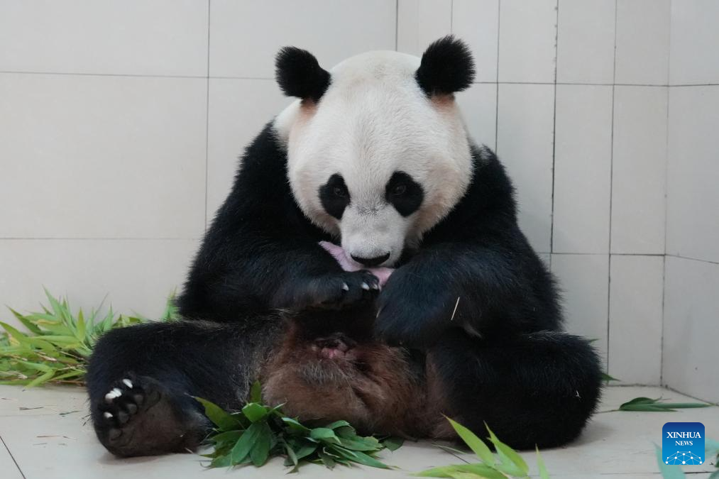 Giant panda and its cub pictured at Shenshuping base in Sichuan, SW China