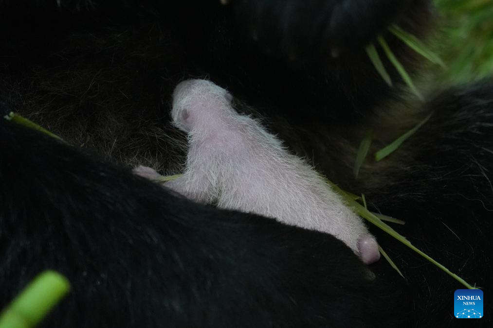 Giant panda and its cub pictured at Shenshuping base in Sichuan, SW China