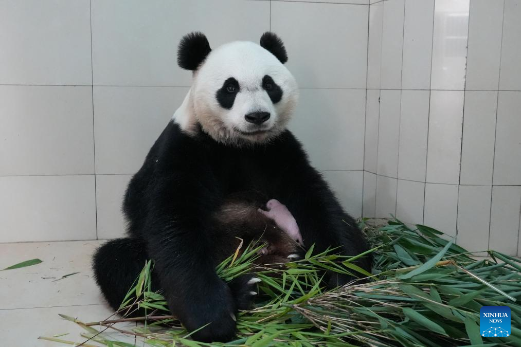 Giant panda and its cub pictured at Shenshuping base in Sichuan, SW China