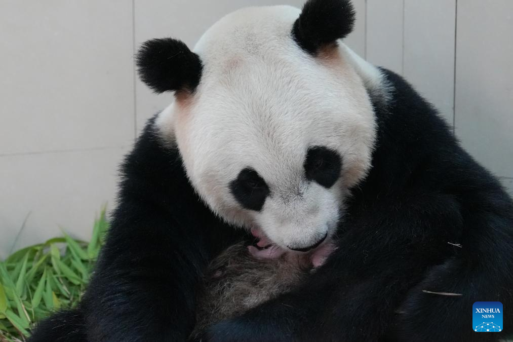 Giant panda and its cub pictured at Shenshuping base in Sichuan, SW China