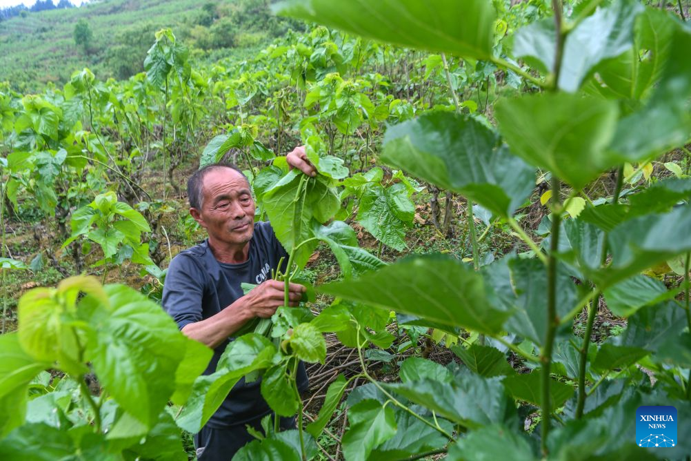 Spring silkworm cocoon harvesting season arrives in Qianjiang, China's Chongqing