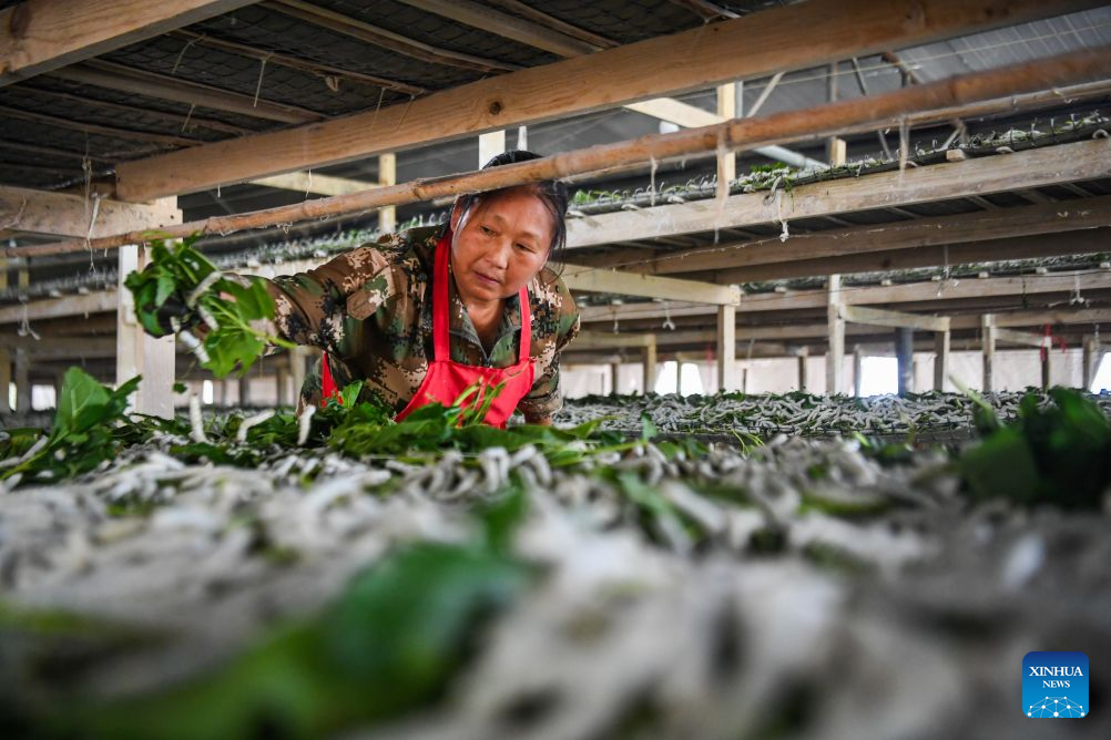 Spring silkworm cocoon harvesting season arrives in Qianjiang, China's Chongqing