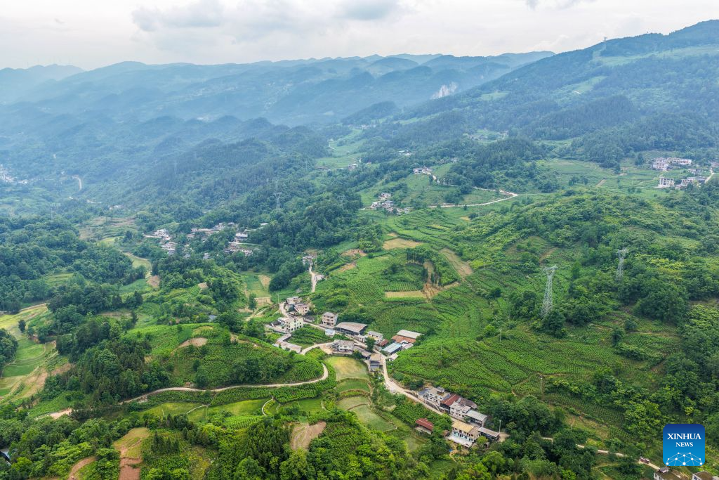 Spring silkworm cocoon harvesting season arrives in Qianjiang, China's Chongqing