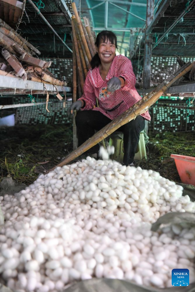 Spring silkworm cocoon harvesting season arrives in Qianjiang, China's Chongqing