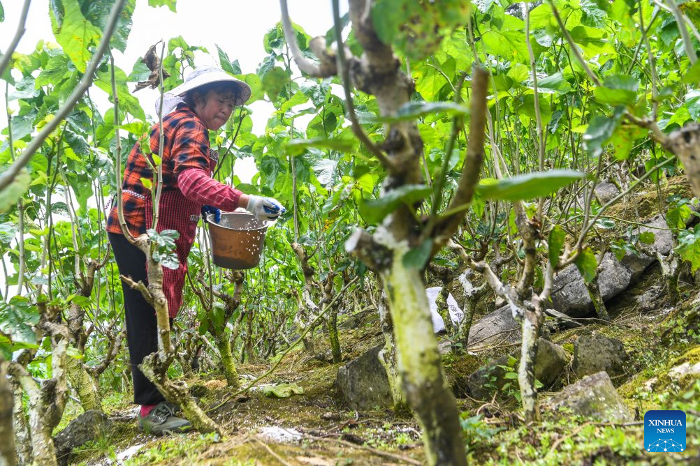 Spring silkworm cocoon harvesting season arrives in Qianjiang, China's Chongqing