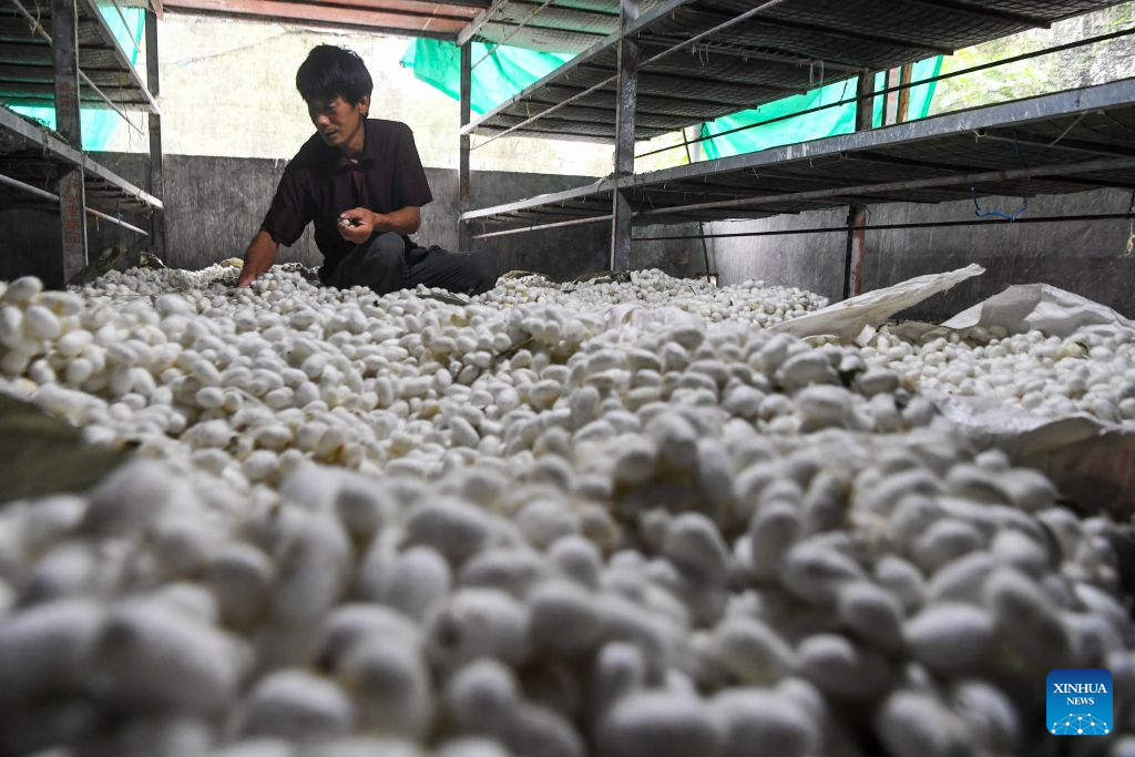Spring silkworm cocoon harvesting season arrives in Qianjiang, China's Chongqing