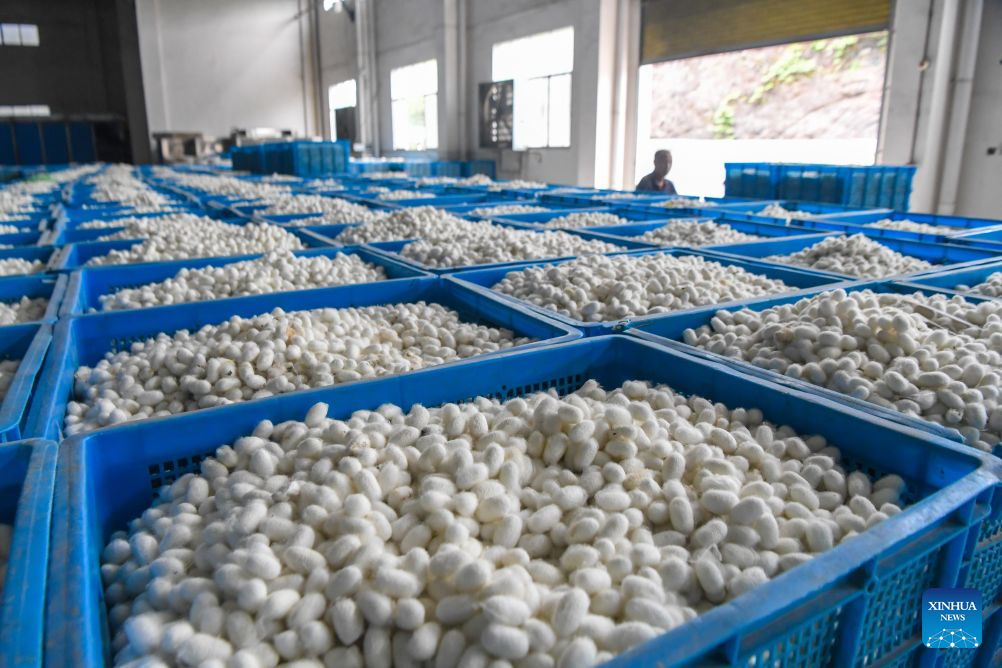 Spring silkworm cocoon harvesting season arrives in Qianjiang, China's Chongqing